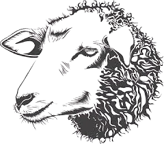 Küçük Baş Hayvan